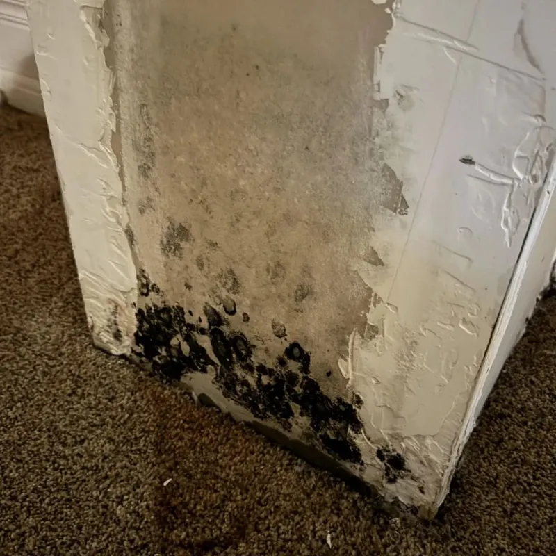 Professional Mold Removal in Mountain Home, ID